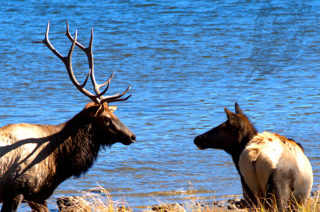 Two elk